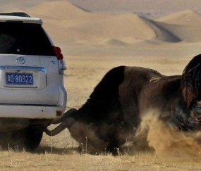 江南雪豹队鏖战云贵暴熊队，举重巡回赛惊险晋级，核心复出即建功。细节处理更胜一筹-九游体育官方网站