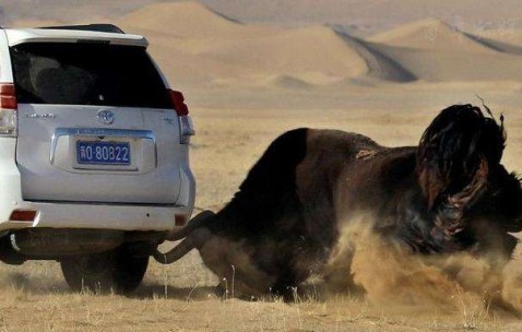 江南雪豹队鏖战云贵暴熊队，举重巡回赛惊险晋级，核心复出即建功。细节处理更胜一筹-九游体育官方网站