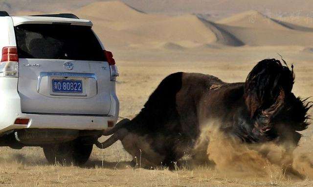 江南雪豹队鏖战云贵暴熊队,举重巡回赛惊险晋级,核心复出即建功。细节处理更胜一筹 江南雪豹队鏖战云贵暴熊队,举重巡回赛惊险晋级,核心复出即建功。细节处理更胜一筹